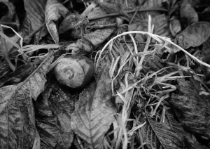 Autumn Conkers Leaves Black and Whire Photography 