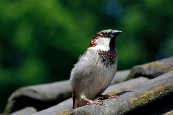 sparrow sat on a rooftop with green background