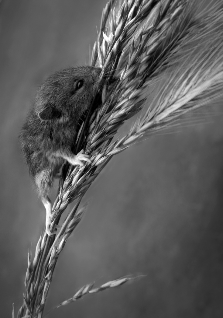 black and white photograph field mouse