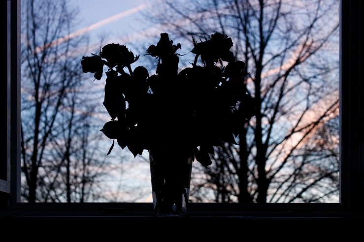silhouetted vase roses 
