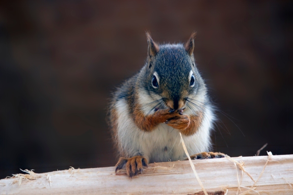 grey squirrel eating 